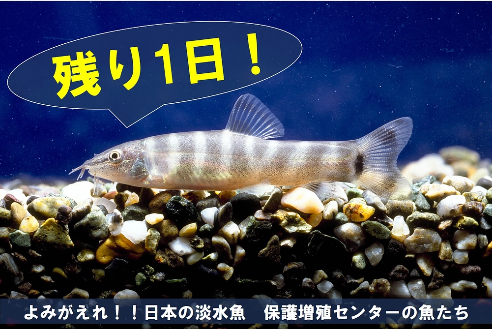 保護増殖センターの魚たち⑨【クラファン終了まで残り1日】
