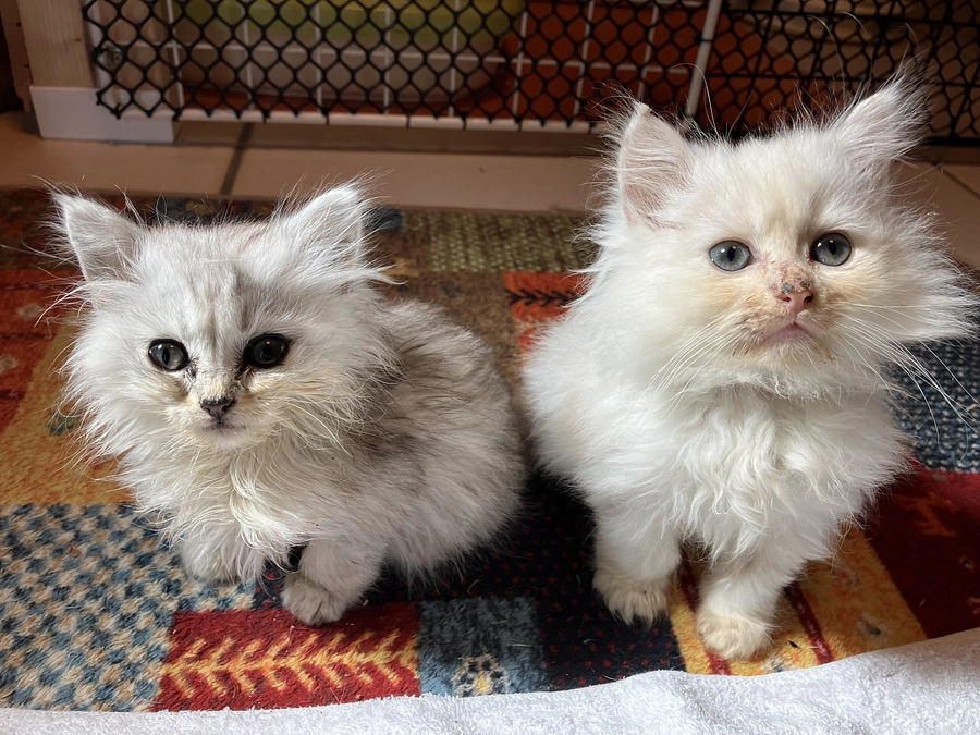 残り21日！保護猫とあなたの物語り③