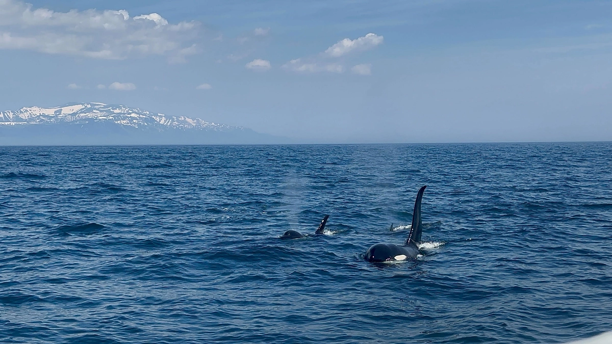 【調査報告】2025年 羅臼シャチ調査を終えて