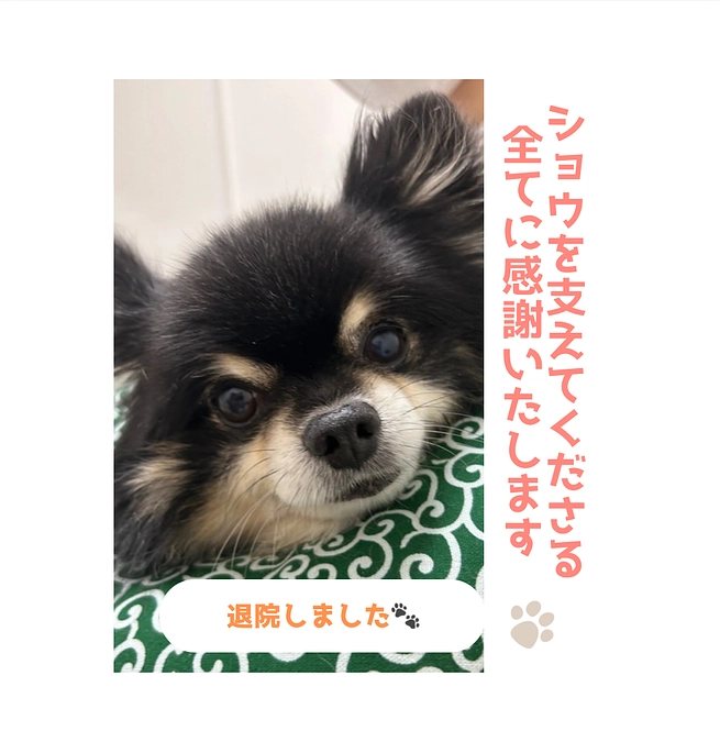 【退院のご報告🐾】急遽、10/8に退院いたしました。