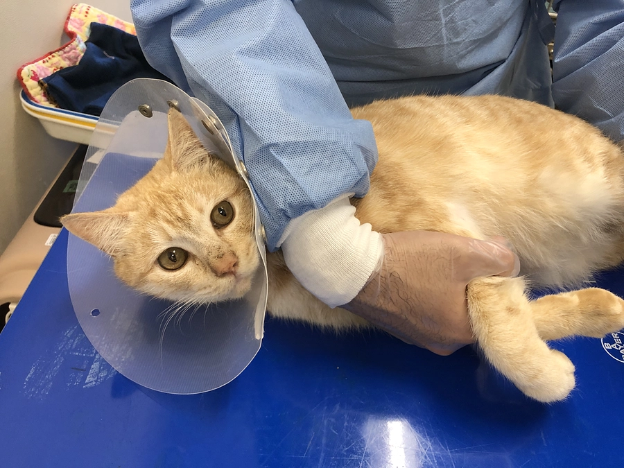 残り3時間！能登半島地震　被災猫をみなさん一緒に助けてください～どうか最後のひと押しをお願いします