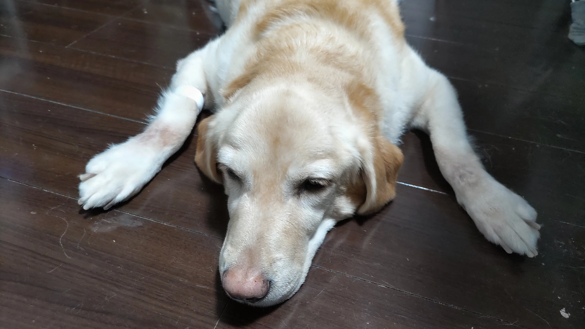 昨日の診察結果