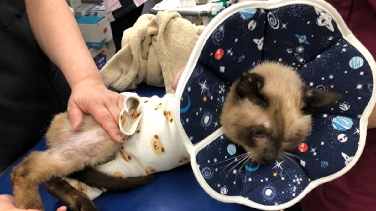 終了日まであと2日！どの子の命も諦めたくない！