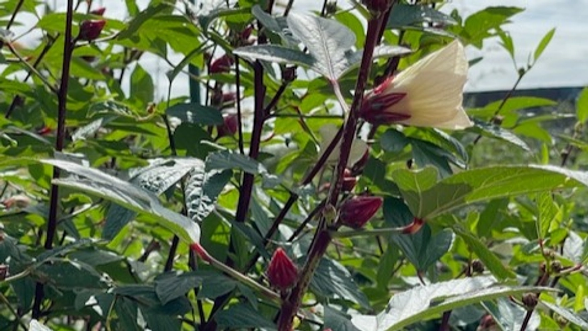 畑の近況報告　JIKE STUDIO FARM