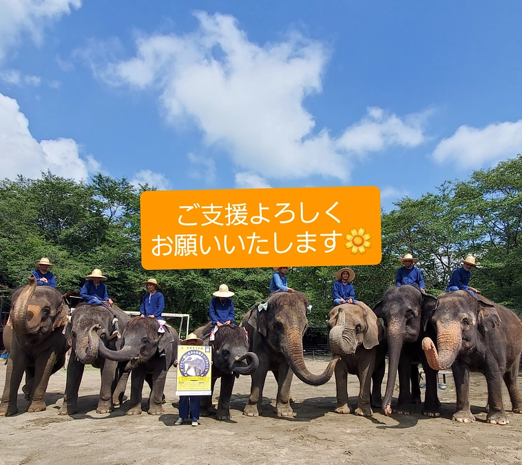 オスゾウの結希のお家を皆様と一緒に作りたい！23時の終了時間まであと3時間