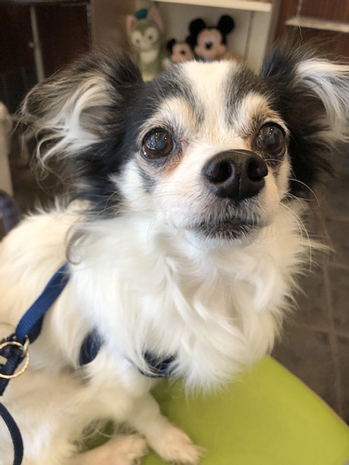 明日いよいよ手術をむかえます