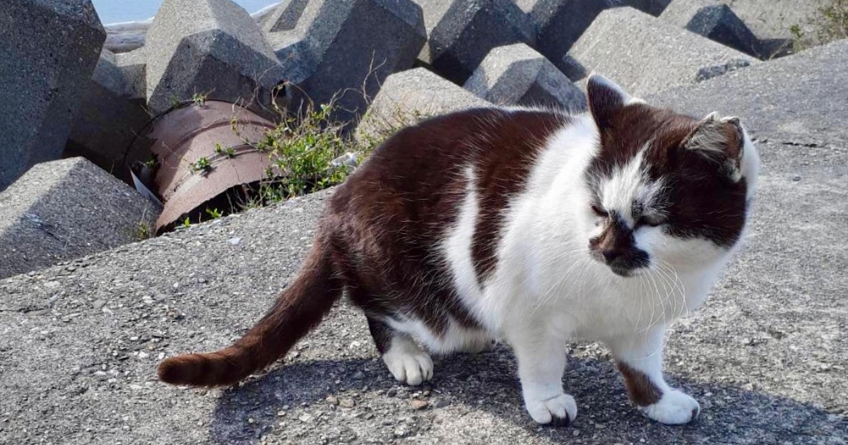 あの冬、凍えて逝った子を…私は忘れられません。