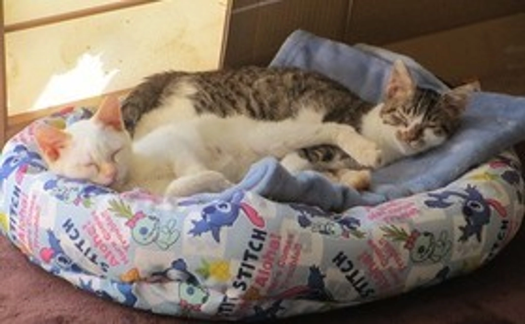 すべての支援額を活動資金へ