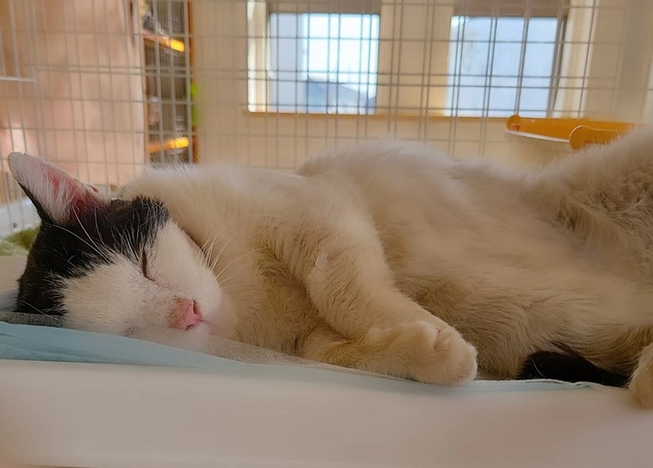 【残り12日！あと15.5万円で250万円です✨】猫同士の喧嘩で頬に大怪我をした「おかっぱ」の現在