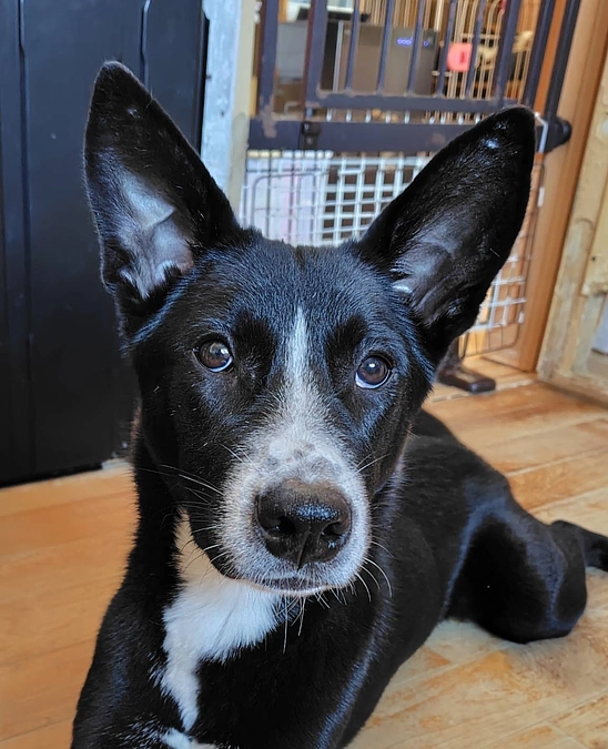 穴掘りの匠が多すぎる。