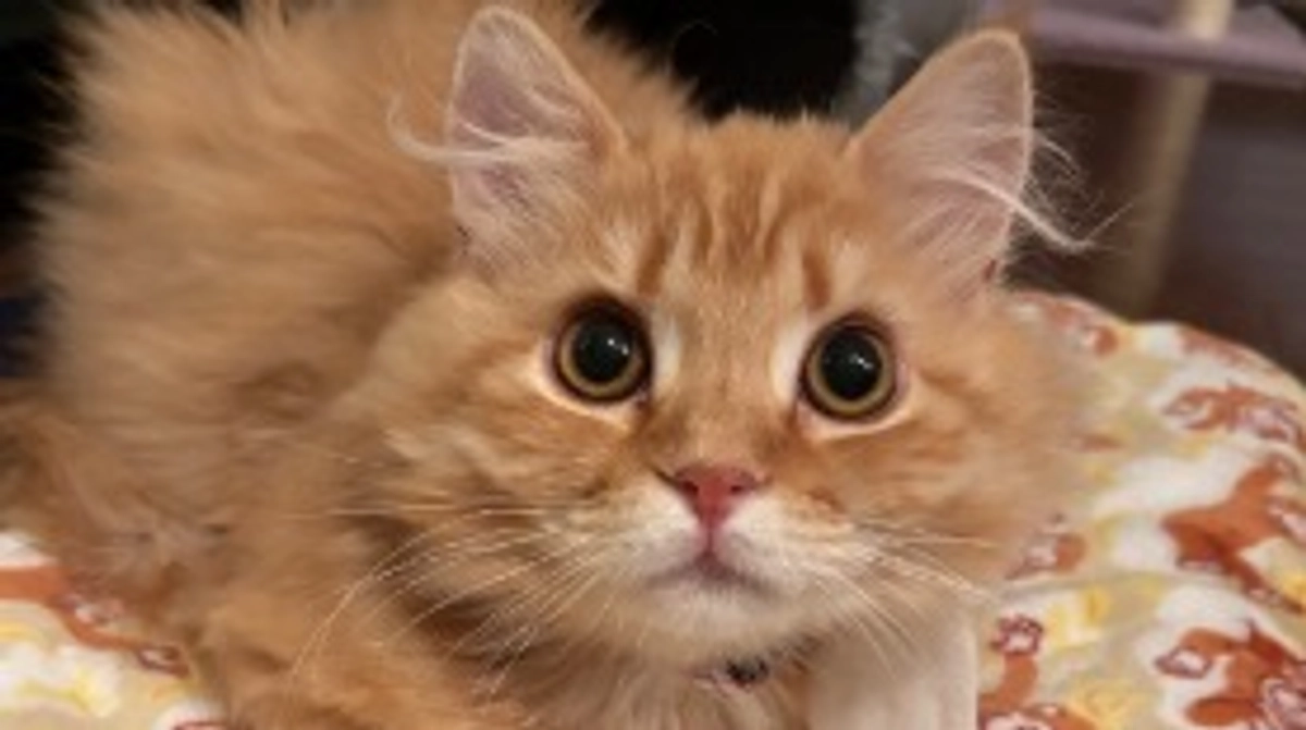 ありがとうございます