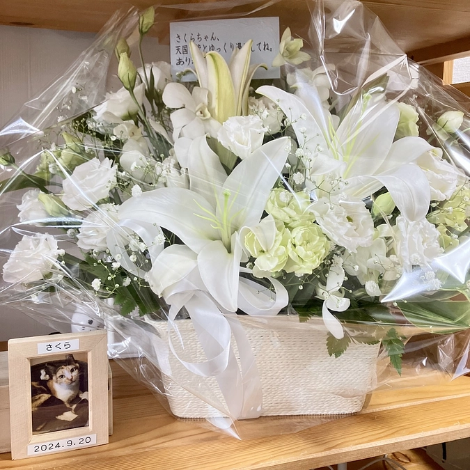 引っ越し置き去り猫さくらちゃんへお花を頂きました