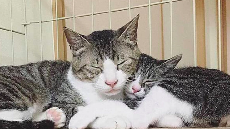 和歌山県に野良猫と飼い主を繋ぐ保護シェルターを作りたい！