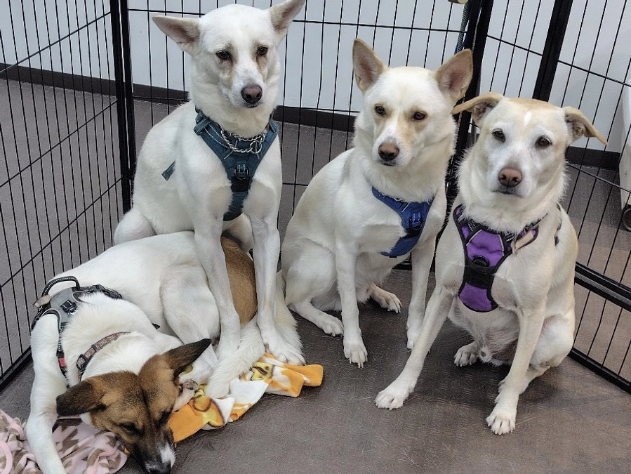 テレビの放送時間が公表されました。譲渡会をやりました。