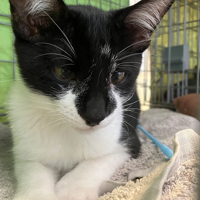 9月15日（日）カインズ西友福生店譲渡会のご報告です