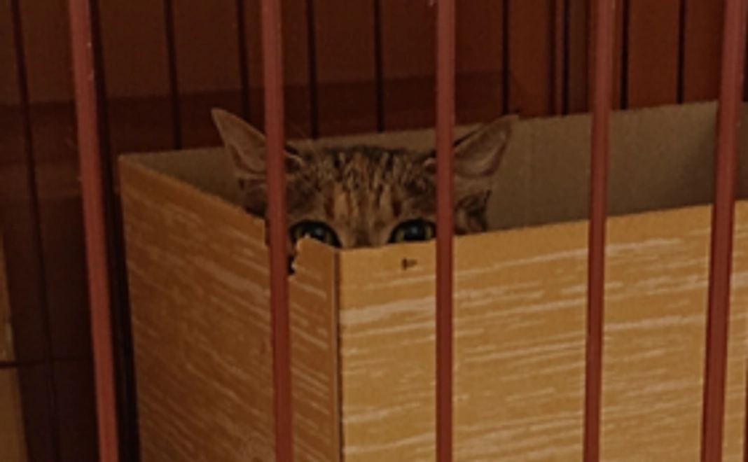 猫の医療費のご支援ありがとうございます