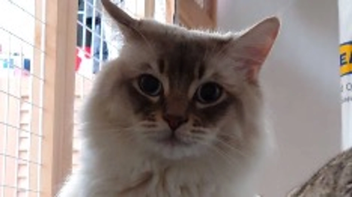 代理支援、反映致しました。