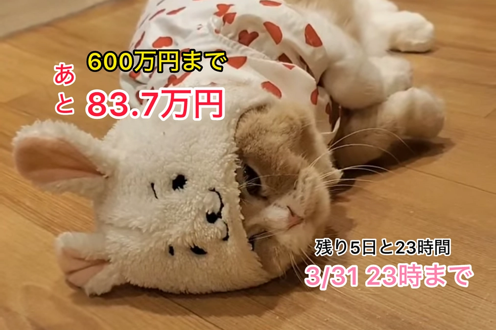 600万円まであと83.7万円＆白血病の治療を開始しました＆第二号（3/25　残り5日と23時間）