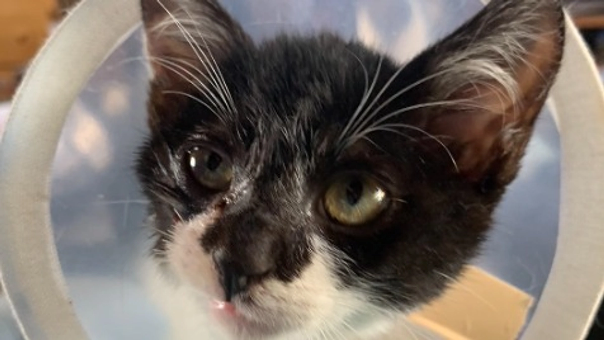 抜糸が済んだエビス