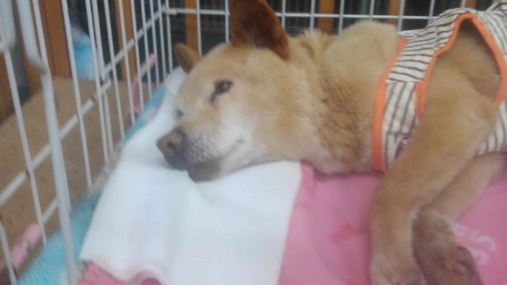 病気や高齢で里親に出せない犬猫たちに、寄り添い暮らす家を。