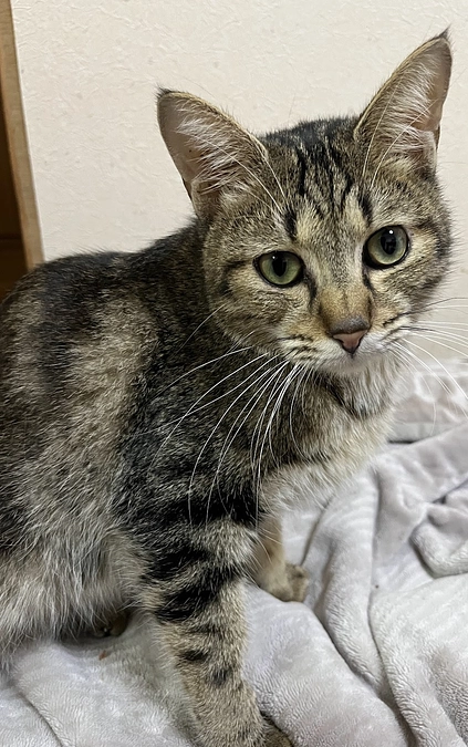 【活動報告】レオンくん退院しました！FIP治療42日間始まります！