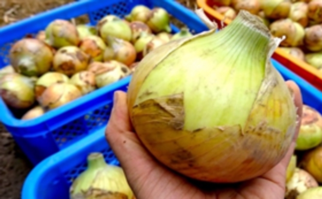 【寒風沢農園で獲れたお野菜】島タマネギ 3kgと長ネギ 1kg