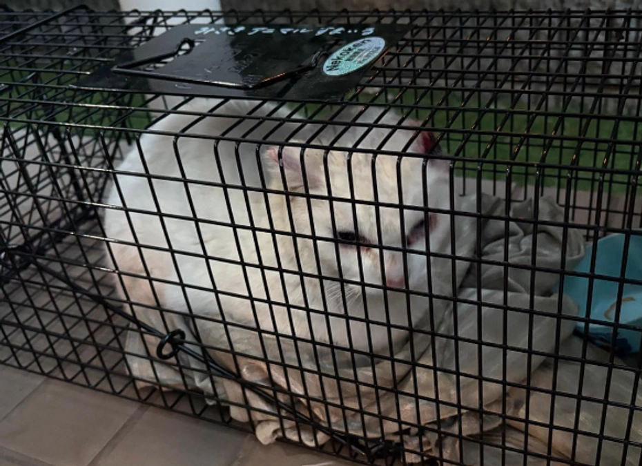 癌！？の地域猫ちゃんをレスキュー！