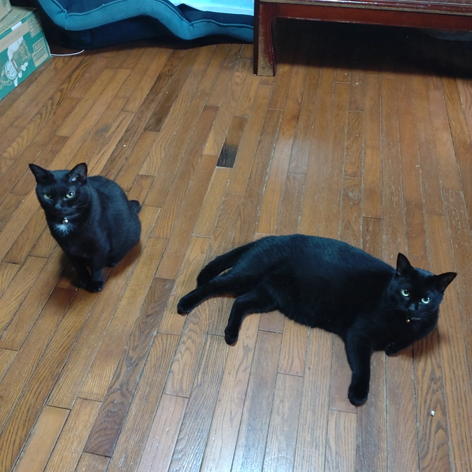 親子🌸😺🌸😺🌸