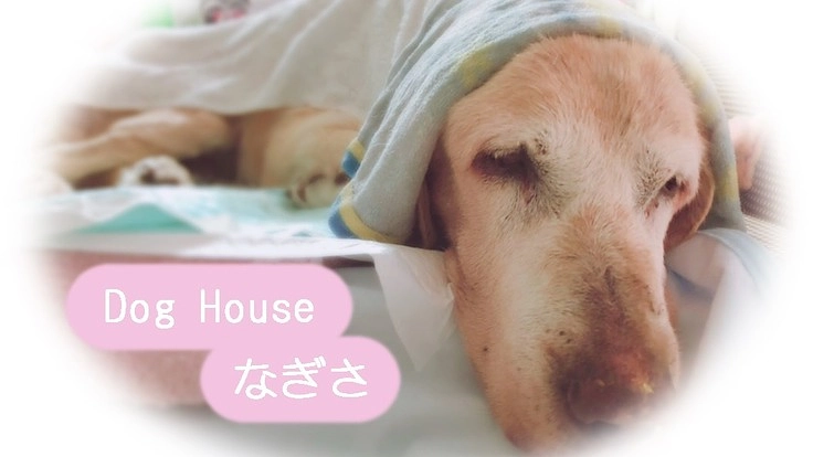 福岡県に老犬ホーム複合施設のオープンに向けて応援お願いします