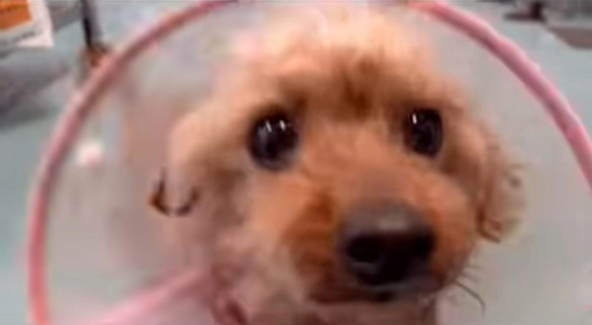 センターより怪我をしたトイプの男の子を引き出し保護しました