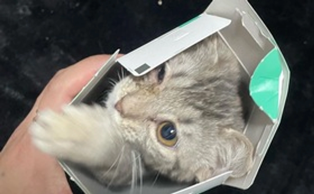 ニャイ応援500円