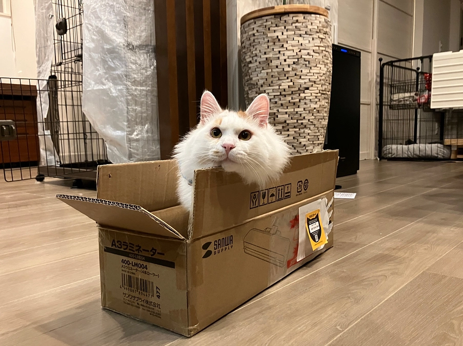 【つきまろ君】中耳炎治りました！里親募集開始