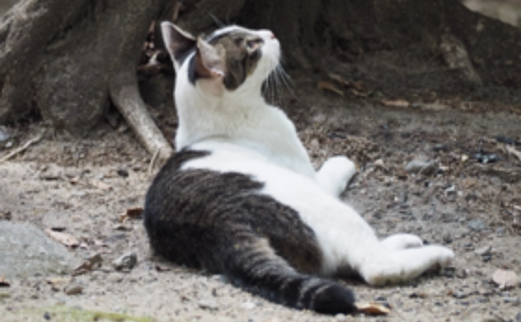 【全力サポートコース②】　　　　　　　　　ご支援がすべて開院費用へ