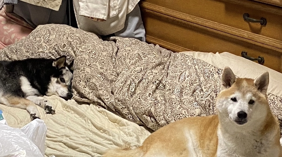 また画像検査できず……