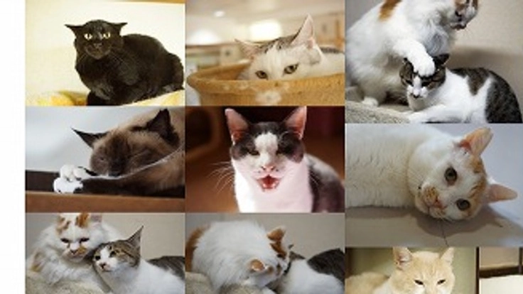 譲渡型ねこカフェ・シェルター存続のため