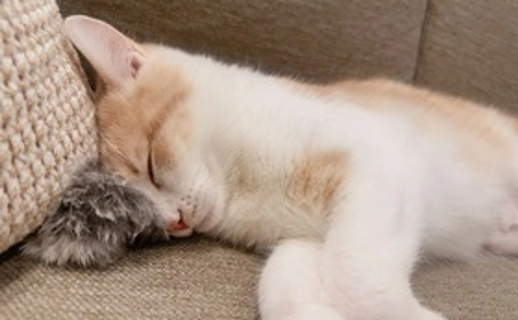 まろ応援1,000円