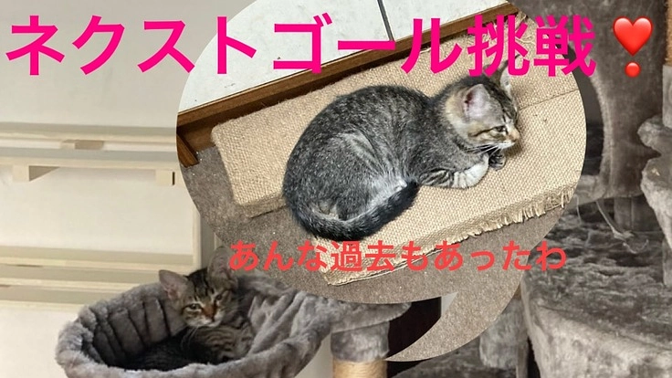 STOP保健所‼︎おうちの様なあたたかいシェルター