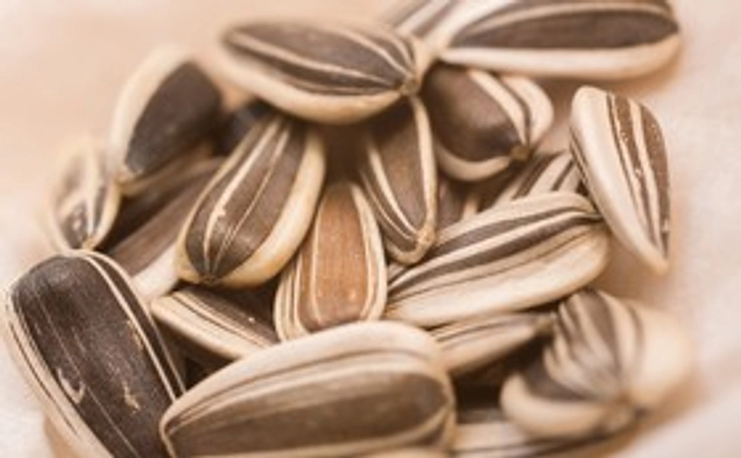 🌻 お家で満開のひまわりを咲かせよう 🌻