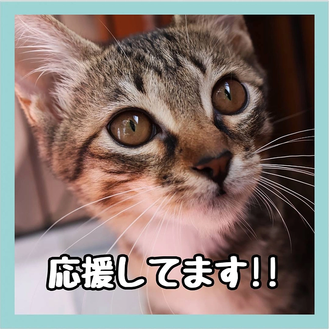 ねこの里親会川口 エール 代表　門脇様からの応援メッセージ