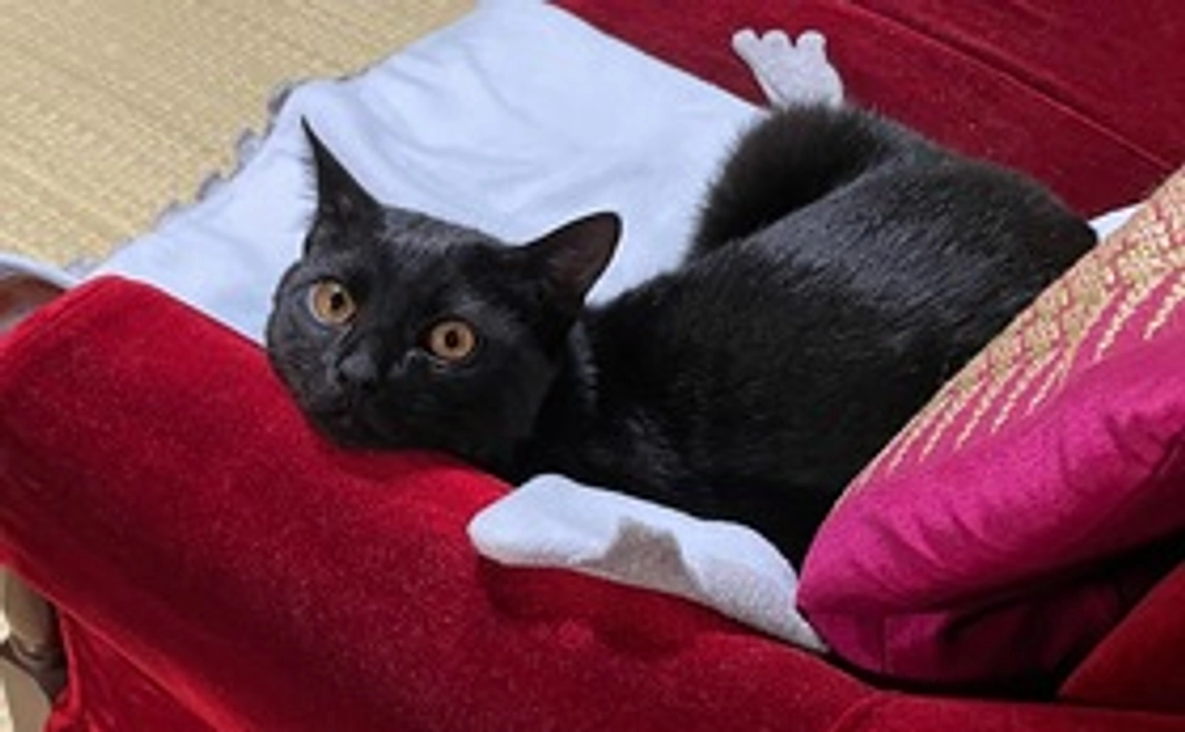 いすゞちゃんファイトコース