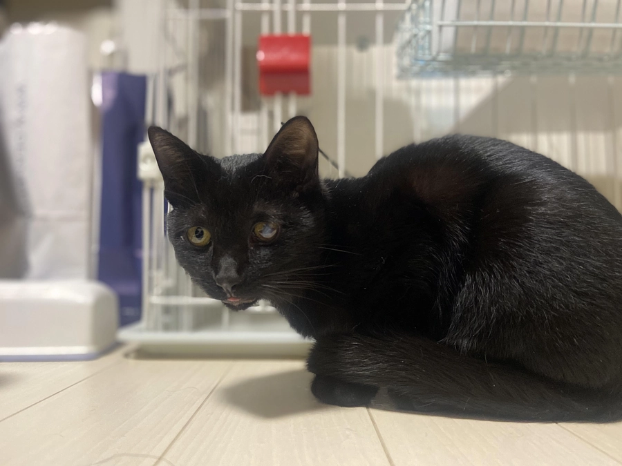 クロ君は天国に