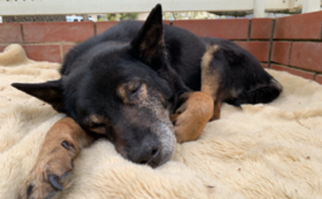 【3千円】スタンダード応援コース：老犬たちの幸せな日々をともに作り出す仲間に！