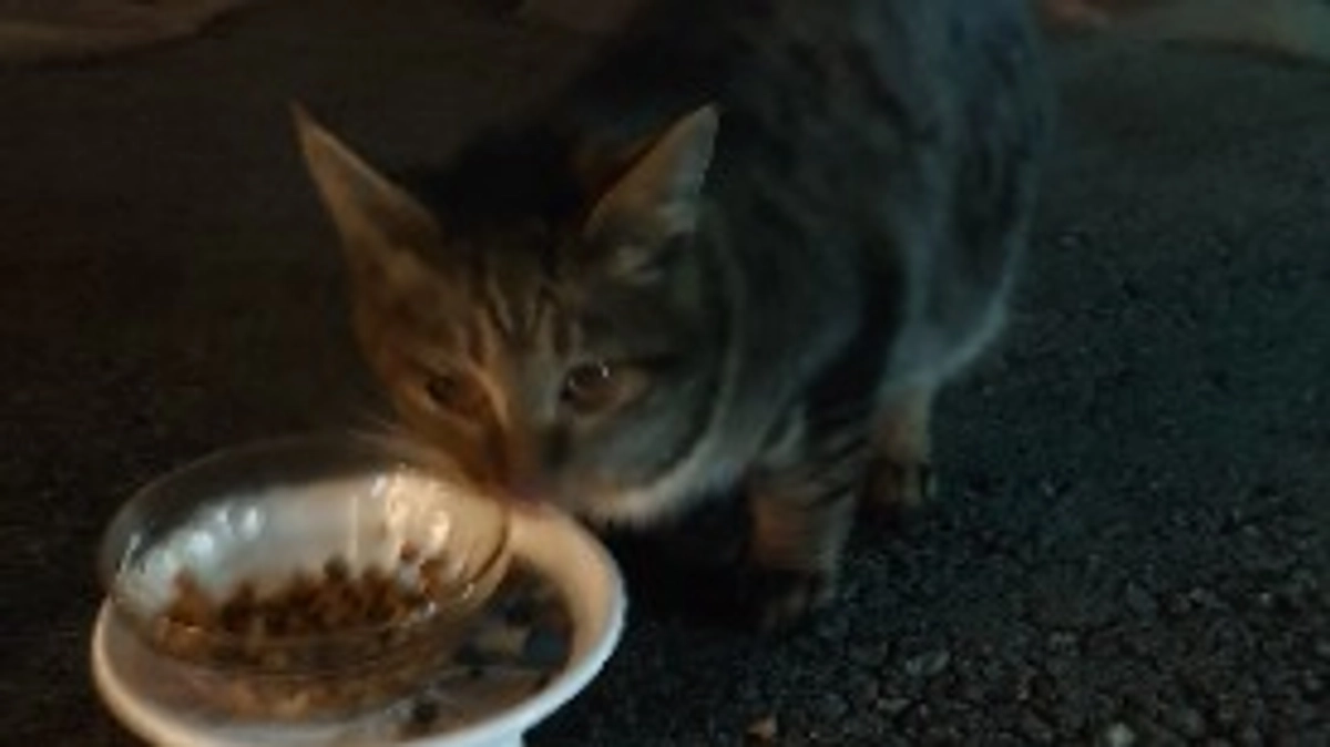 早朝の餌やり。