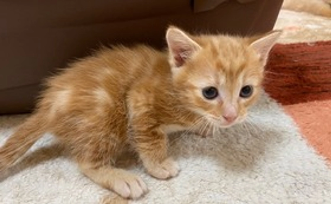 ①神様仏様プラン【2980円】