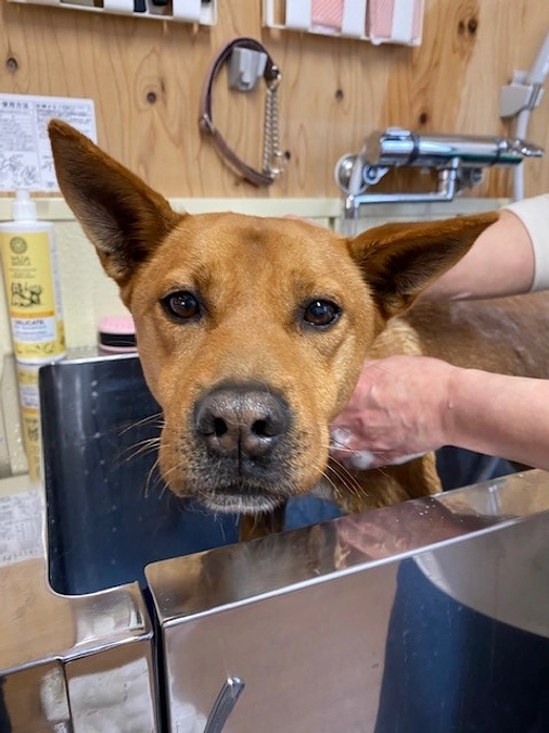 【シェルターNEWS】シャンプーに行ってきました！