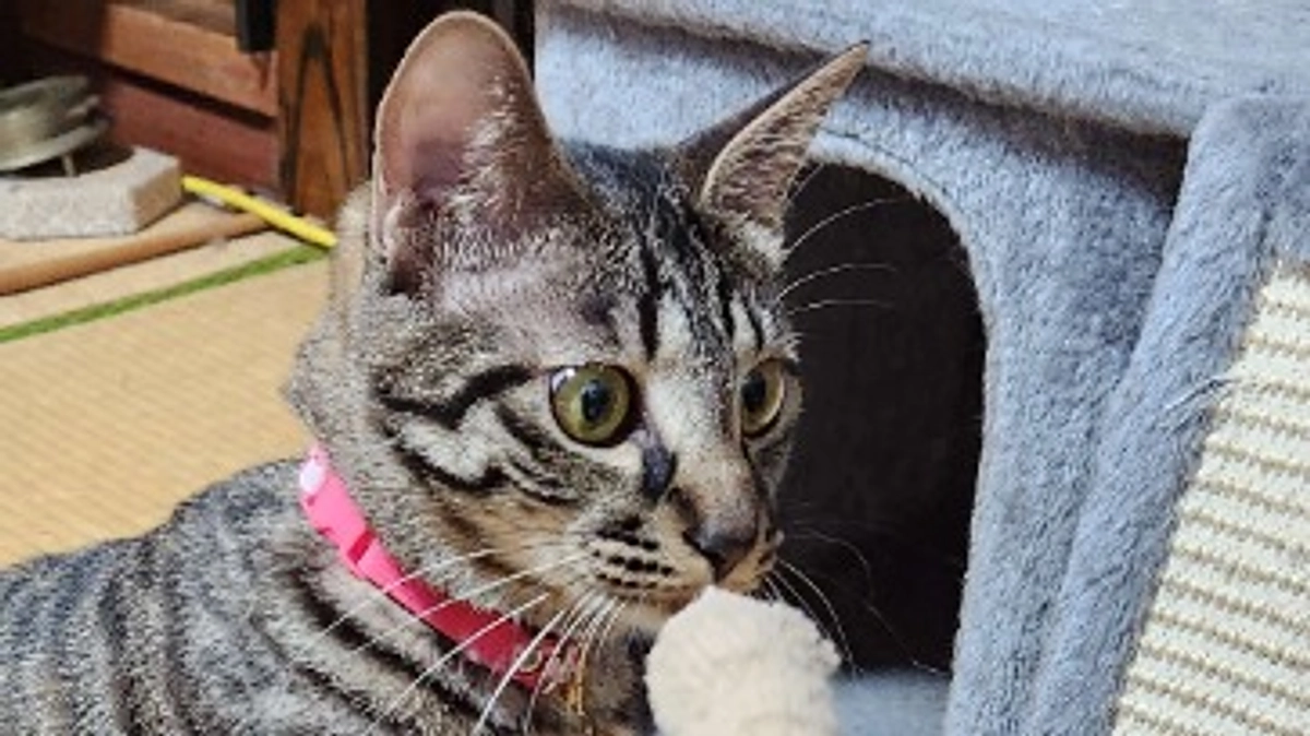 楓日記(10月15日)クラウドファンディング終了まで残り５日💦