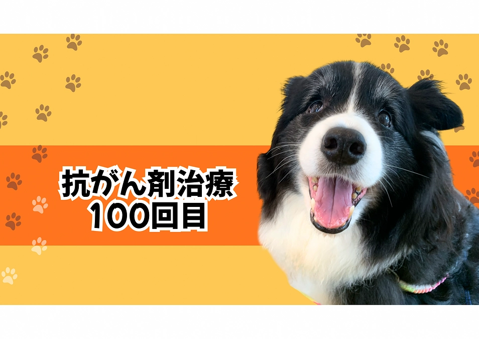 抗がん剤治療トータル100回目の投与