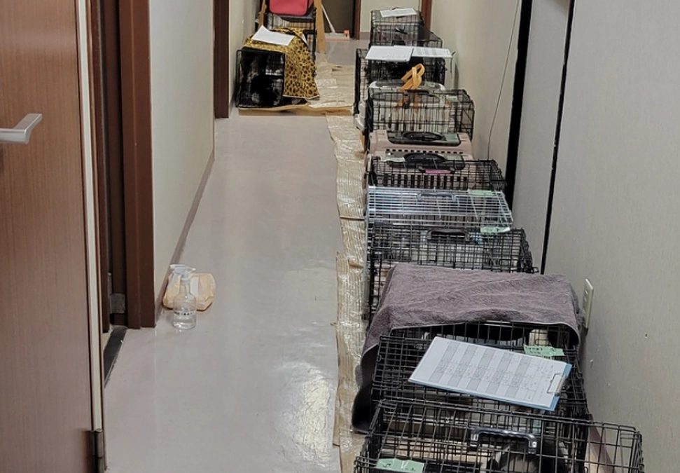 金曜日はオペの日！相談増加によって28匹の不妊去勢手術に取り組んだお話。