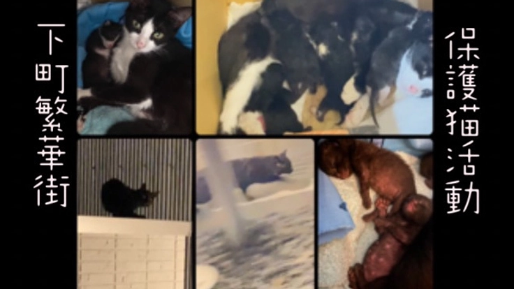 暑さや飢えと闘う下町繁華街の猫達を救いたいです