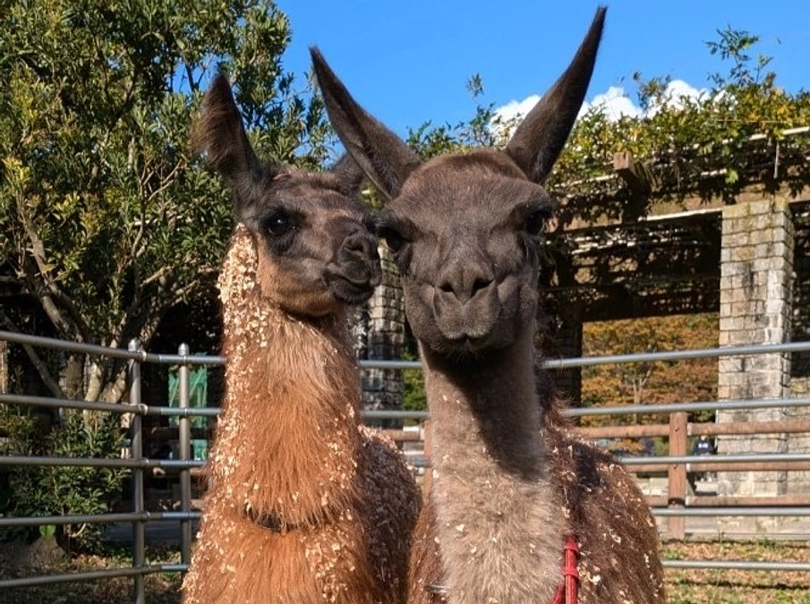 【活動報告78】新しい仲間が増えました!フレッシュなラマのペア＆ヒツジの女の子です♪